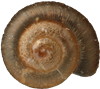 Punctum pygmaeumPUNKTSNÄCKA1,3 × 1,4 mm
